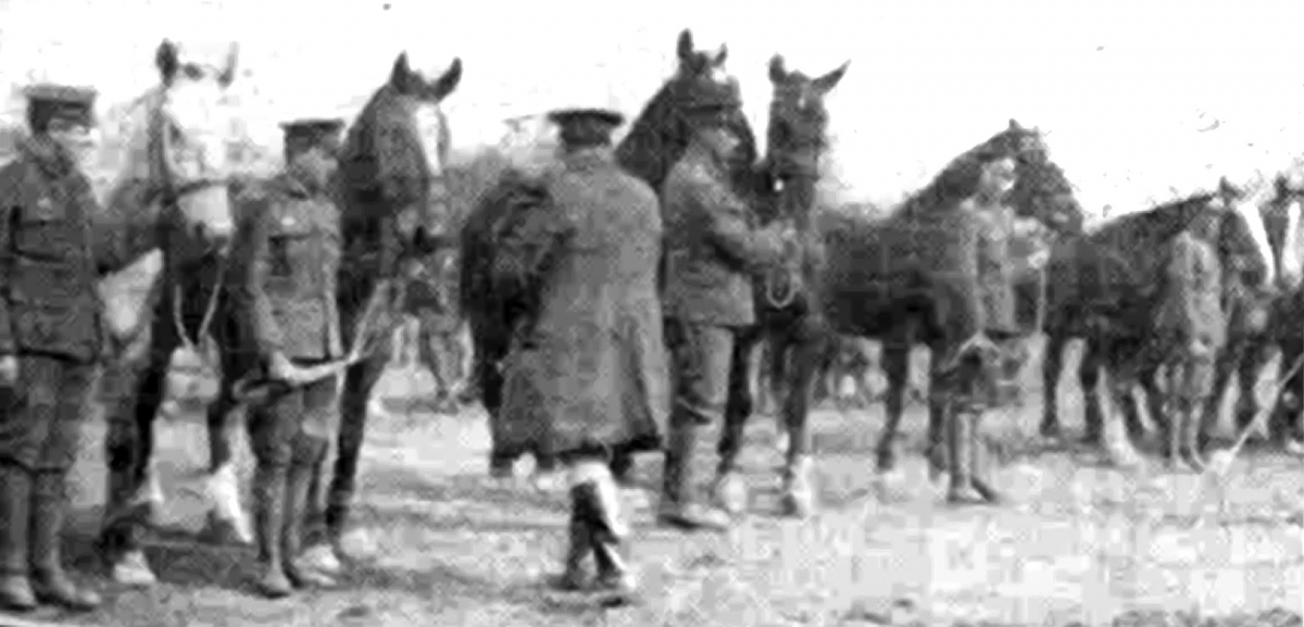 Horse inspection